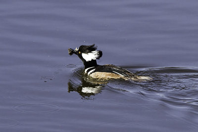 Hooded Merganser