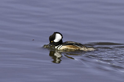 Hooded Merganser