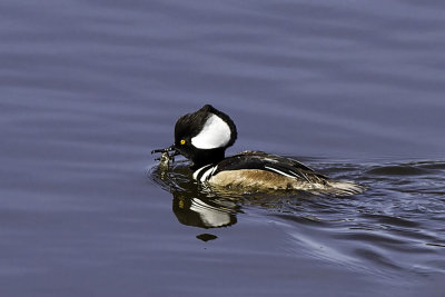 Hooded Merganser