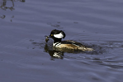 Hooded Merganser