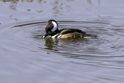 Hooded Merganser