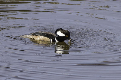 Hooded Merganser