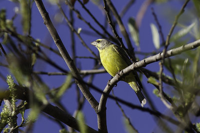 African Yellow-fronted Canary