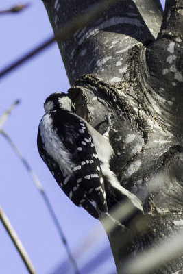 Downy Woodpecker