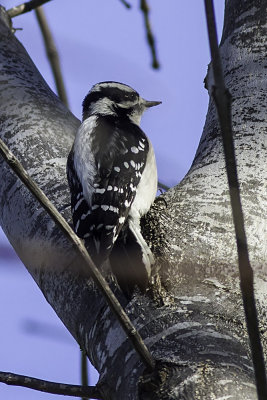 Downy Woodpecker