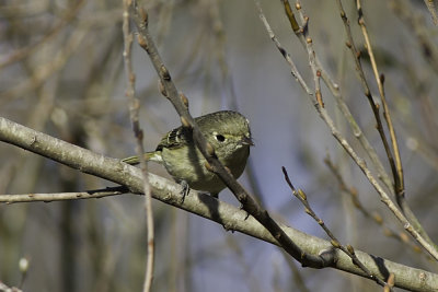Hutton's Vireo