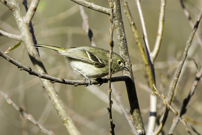 Hutton's Vireo