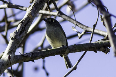 Hutton's Vireo