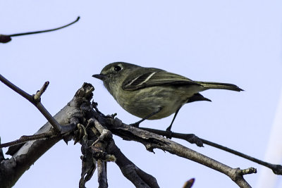 Hutton's Vireo