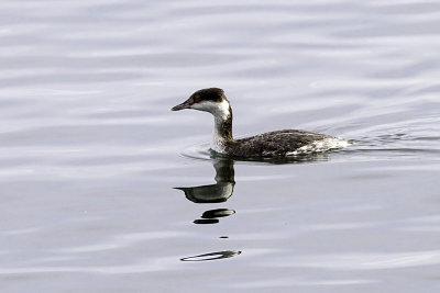 Horned Grebe