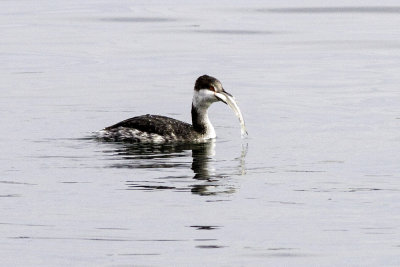 Horned Grebe