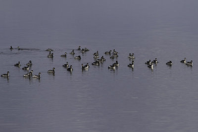 Eared Grebes