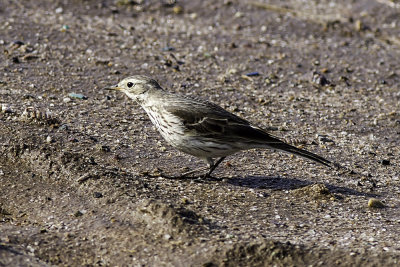 American Pipit