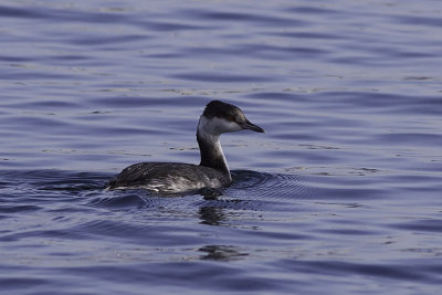 Horned Grebe