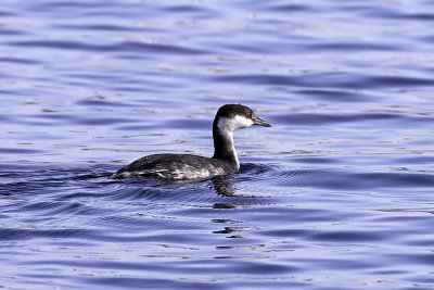 Horned Grebe