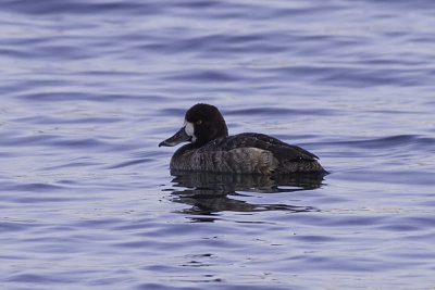 Greater Scaup