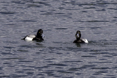 Greater Scaup