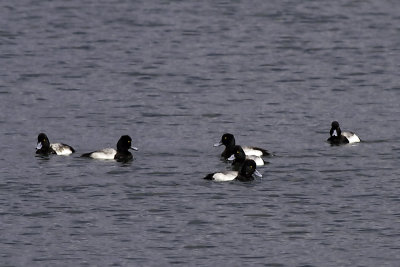 Greater Scaup