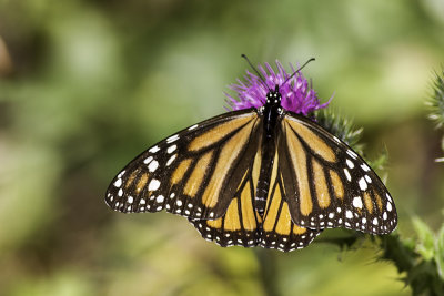 Monarch Butterfly (Danaus plexippus)
