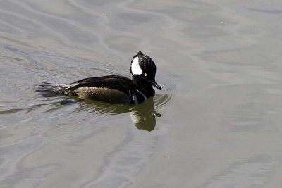 Hooded Merganser
