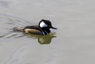 Hooded Merganser