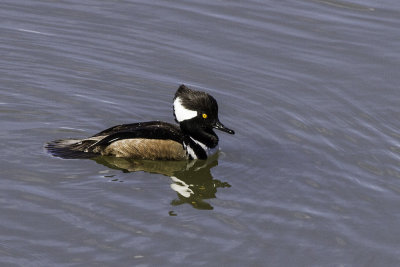 Hooded Merganser