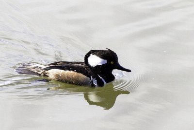 Hooded Merganser