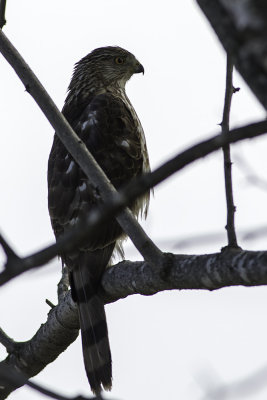 Cooper's Hawk