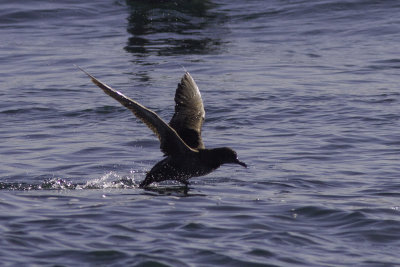 Northern Fulmar