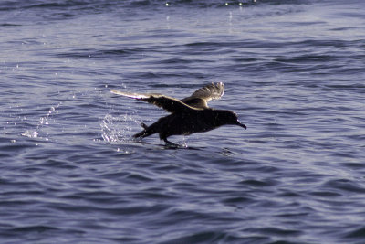 Northern Fulmar