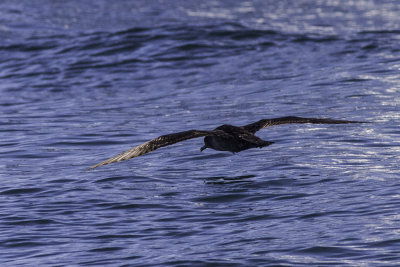 Northern Fulmar