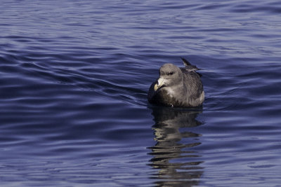 Northern Fulmar