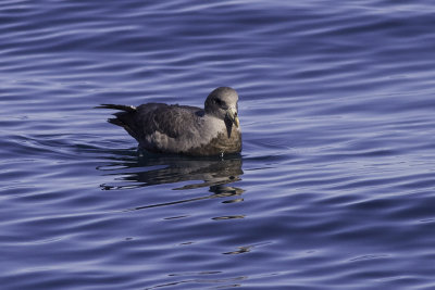 Northern Fulmar