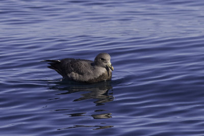 Northern Fulmar