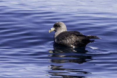 Northern Fulmar