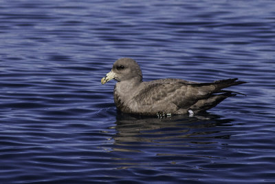 Northern Fulmar