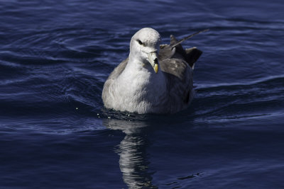 Northern Fulmar
