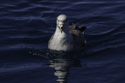 Northern Fulmar