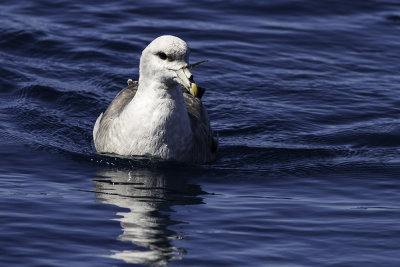 Northern Fulmar