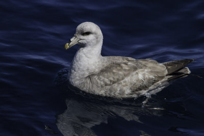 Fulmar and Shearwaters 