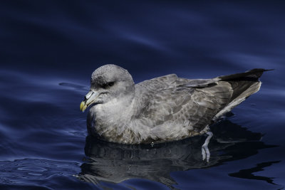 Northern Fulmar