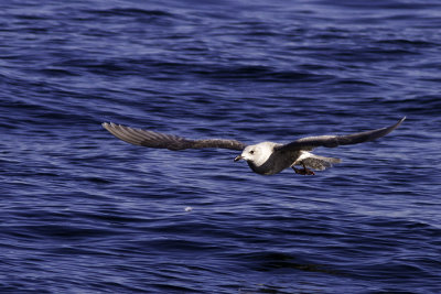 Glaucous-winged Gull