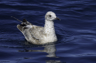 Glaucous-winged Gull