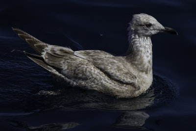 Glaucous-winged Gull