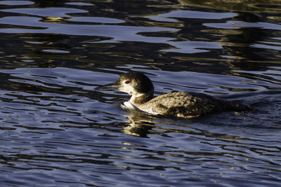 Common Loon