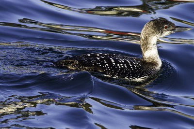Common Loon
