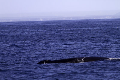 Fin-back Whale