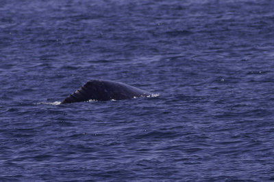 Gray Whale