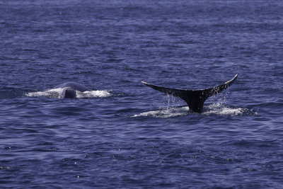 Gray Whale