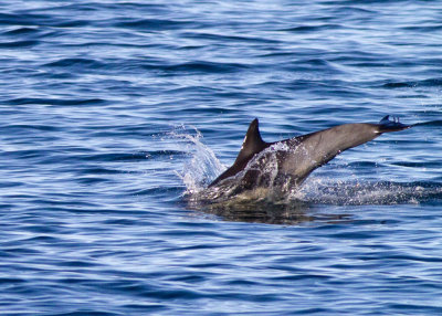 Common Dolphin